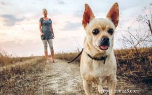 Understanding Chihuahua Behavior: Traits, Temperament, and Care