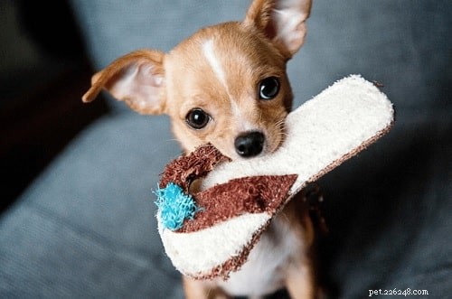 Understanding Chihuahua Behavior: Traits, Temperament, and Care