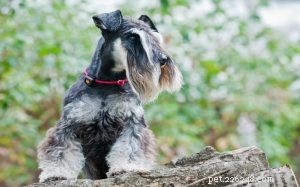 Cesky Terrier: Behavior, Personality & Care Guide