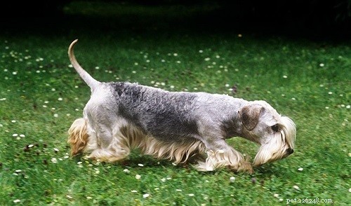 Cesky Terrier: Behavior, Personality & Care Guide