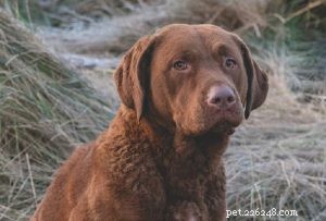 Understanding Chesapeake Bay Retriever Temperament and Care