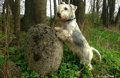 Cesky Terrier: Behavior, Personality & Care Guide