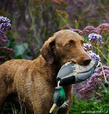 Understanding Chesapeake Bay Retriever Temperament and Care