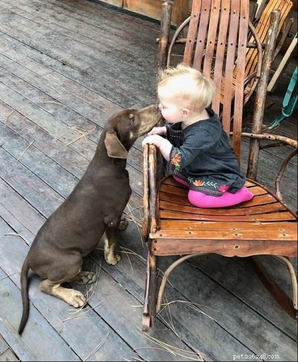 Understanding the Catahoula Leopard Dog: Temperament, Personality & Care