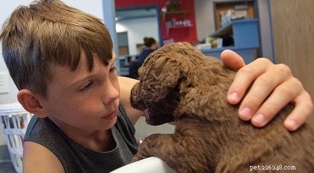Understanding Chesapeake Bay Retriever Temperament and Care