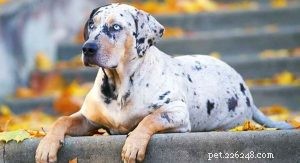 Understanding the Catahoula Leopard Dog: Temperament, Personality & Care
