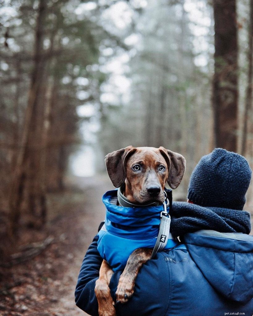 Understanding the Catahoula Leopard Dog: Temperament, Personality & Care