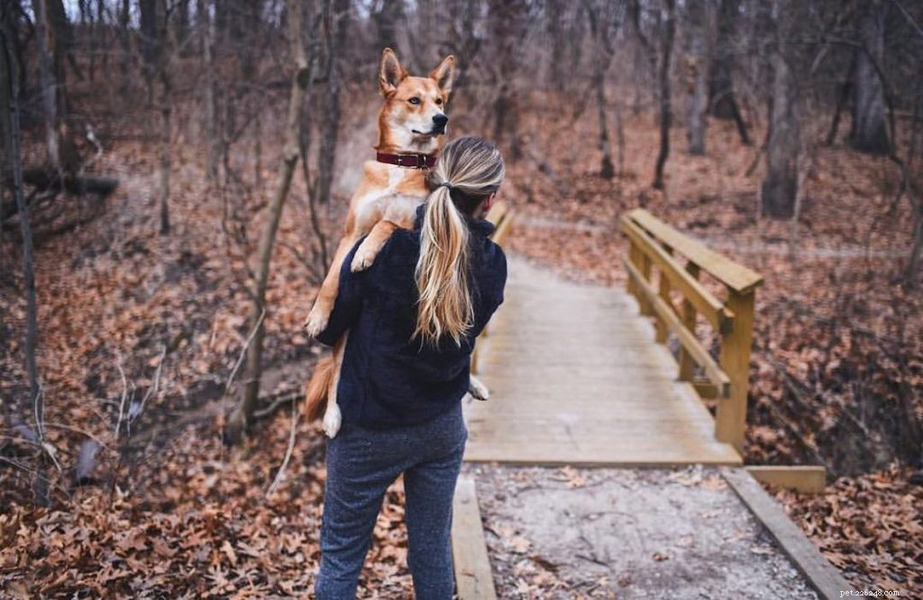 Understanding the Temperament of Carolina Dogs: A Guide for Potential Owners