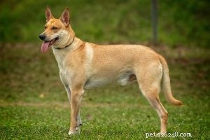 Understanding the Temperament of Carolina Dogs: A Guide for Potential Owners