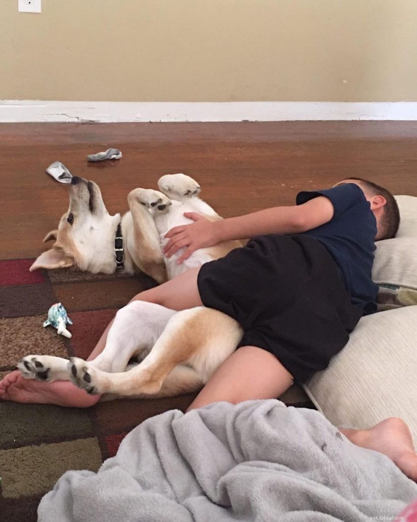 Understanding the Temperament of Carolina Dogs: A Guide for Potential Owners