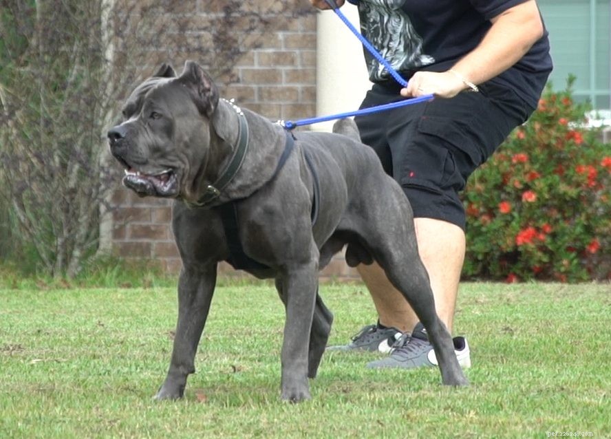 Understanding Cane Corso Behavior: Tips for Responsible Ownership