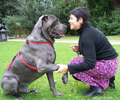 Understanding Cane Corso Behavior: Tips for Responsible Ownership
