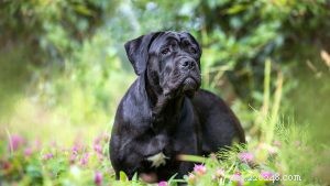 Understanding Cane Corso Behavior: Tips for Responsible Ownership