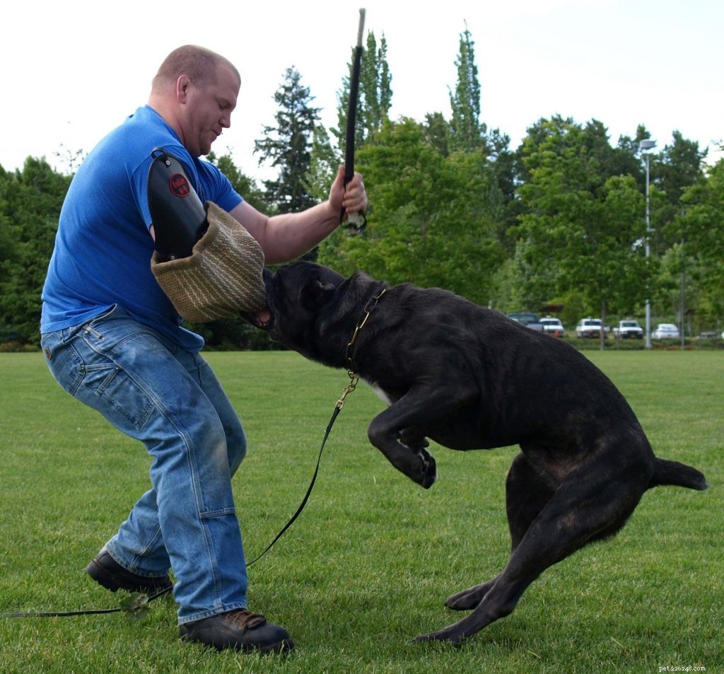 Understanding Cane Corso Behavior: Tips for Responsible Ownership