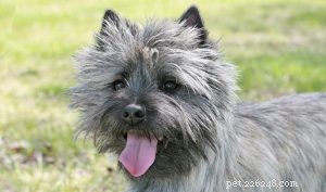 Understanding Cairn Terrier Temperament: Traits, Training Tips, and Care Guide