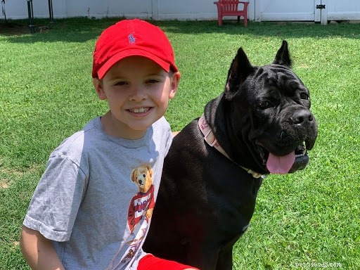 Understanding Cane Corso Behavior: Tips for Responsible Ownership