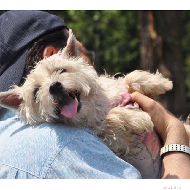Understanding Cairn Terrier Temperament: Traits, Training Tips, and Care Guide