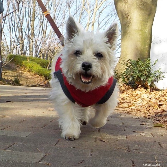 Understanding Cairn Terrier Temperament: Traits, Training Tips, and Care Guide