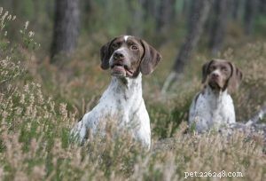 Braque Français: Temperament, Energy, and Family Compatibility