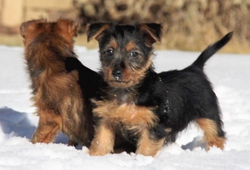 Australian Terrier Puppies: Energetic, Family‑Friendly Companions