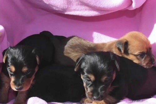 Australian Terrier Puppies: Energetic, Family‑Friendly Companions