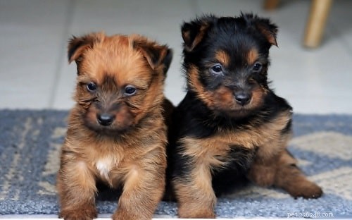 Australian Terrier Puppies: Energetic, Family‑Friendly Companions