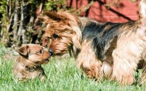 Australian Terrier Puppies: Energetic, Family‑Friendly Companions