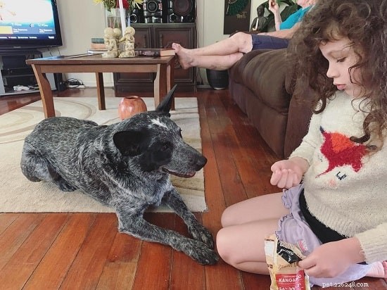 Australian Stumpy Tail Cattle Dog: Traits, Behavior & Working Role