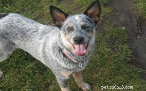 Australian Stumpy Tail Cattle Dog: Traits, Behavior & Working Role