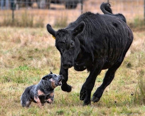 Australian Stumpy Tail Cattle Dog: Traits, Behavior & Working Role