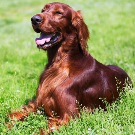 How to Spot Signs of a Healthy Puppy: A Comprehensive Guide