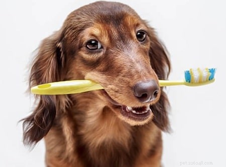 How to Spot Signs of a Healthy Puppy: A Comprehensive Guide