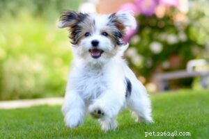 How to Spot Signs of a Healthy Puppy: A Comprehensive Guide