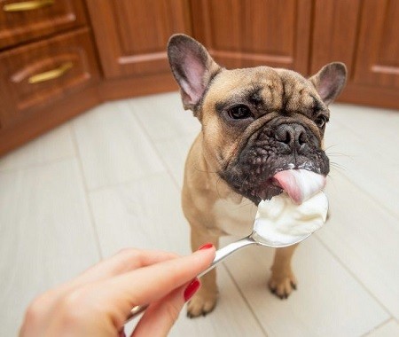 Can Dogs Safely Eat Sour Cream? Vet-Approved Guidelines