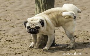Blood in Your Dog s Urine: Causes, Diagnosis, and Treatment Options