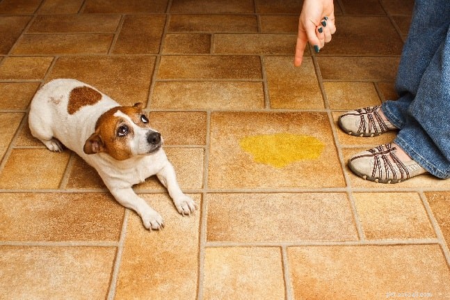 Blood in Your Dog s Urine: Causes, Diagnosis, and Treatment Options