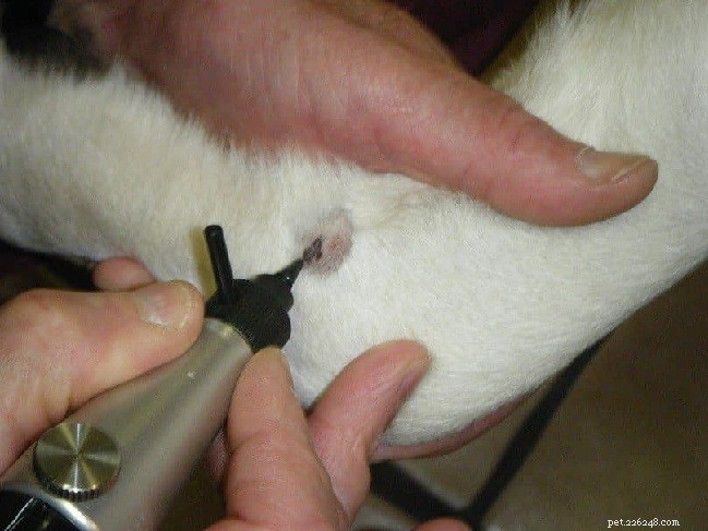 How Much Does It Cost to Remove a Dog’s Skin Tag? Methods, Prices & Side‑Effects Explained