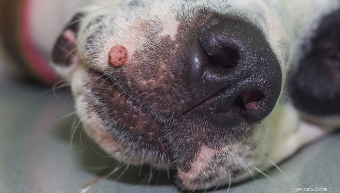 Dog Skin Tags Explained: Causes, Diagnosis, and Effective Treatments