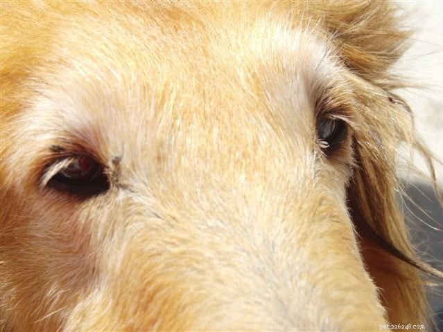 Dog Skin Tags Explained: Causes, Diagnosis, and Effective Treatments