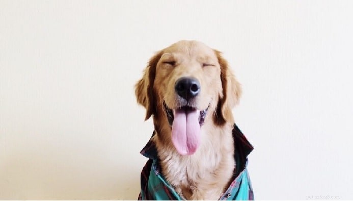 Melatonin for Dogs: Safe Dosage, Usage, Benefits & Side Effects