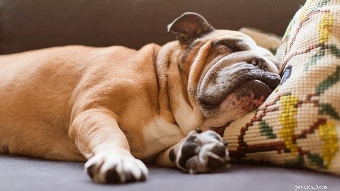 Melatonin for Dogs: Safe Dosage, Usage, Benefits & Side Effects