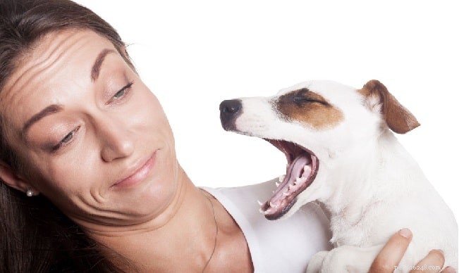 What Causes Your Dog to Smell Like Fish? Identifying Anal Gland Issues