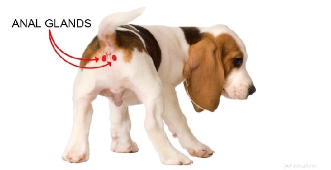 What Causes Your Dog to Smell Like Fish? Identifying Anal Gland Issues