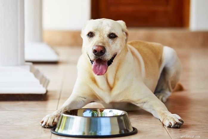 Can Dogs Eat Quinoa? Health Benefits & Safe Feeding Tips