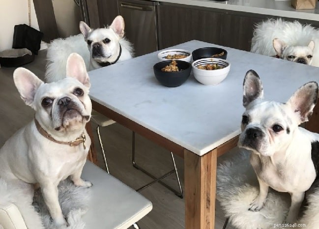 Can Dogs Eat Quinoa? Health Benefits & Safe Feeding Tips