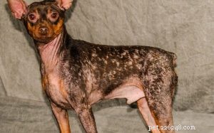Dog Ringworm: Causes, Symptoms & a Proven 3‑Week Treatment Plan