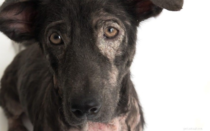 Dog Ringworm: Causes, Symptoms & a Proven 3‑Week Treatment Plan