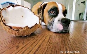 Coconut for Dogs: Safe, Nutritious, and Beneficial – A Guide to Coconut Meat & Water