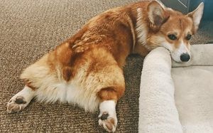 Understanding Dog Splooting: Causes, Benefits, and Health Tips