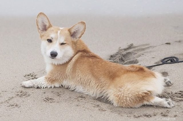 Understanding Dog Splooting: Causes, Benefits, and Health Tips